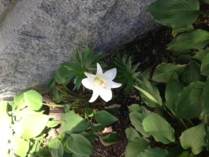 Easter lily outside